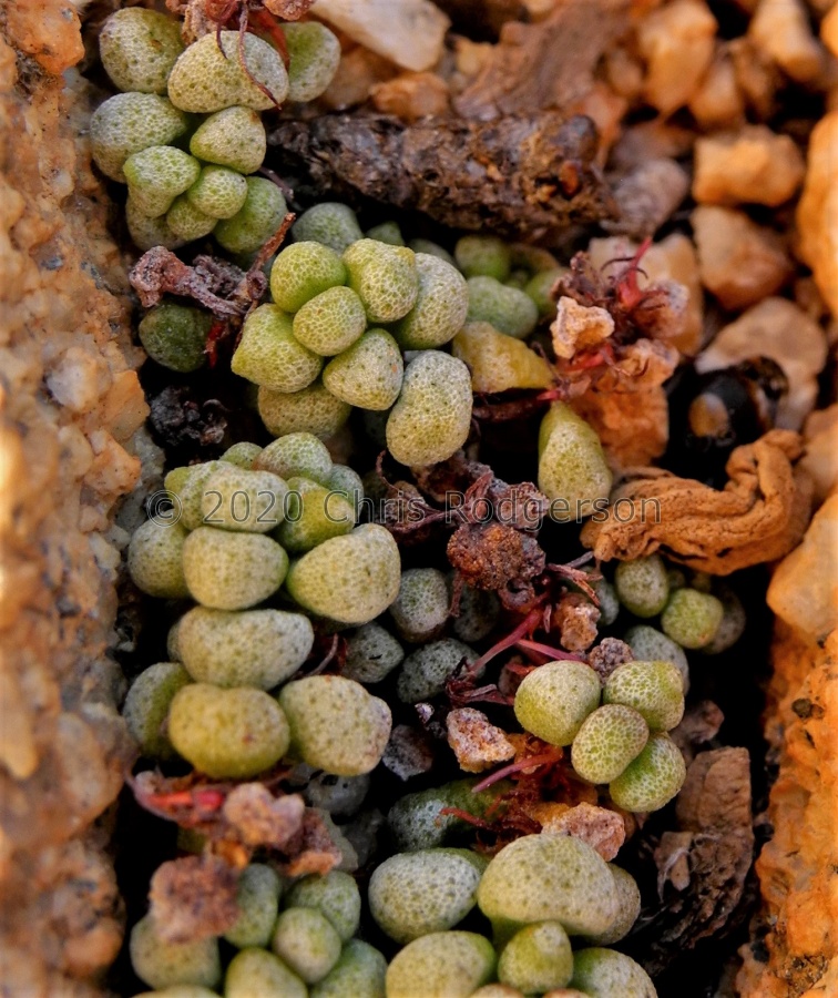 corallina Aus (2).JPG