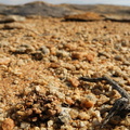 corallina NE Springbok