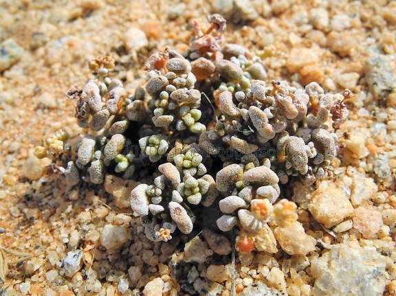 corallina NE Springbok (2)