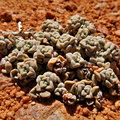 corallina ssp.macrorrhiza  W kakamas