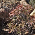 cymosa Kamiesberg (2)