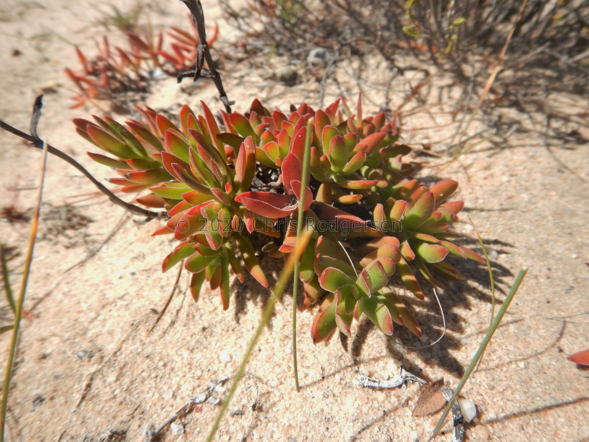 cymosa S Vanrhynspas.JPG