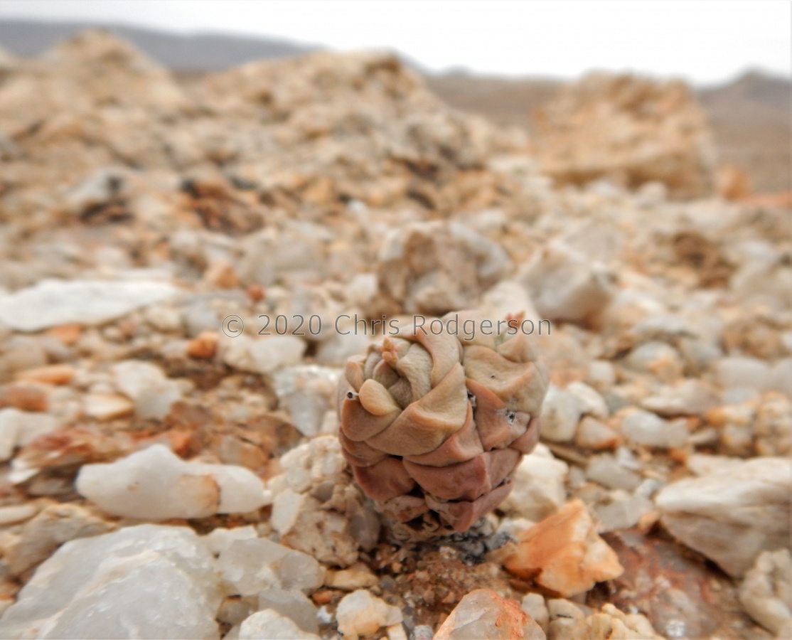 deceptor x alstonii Grashoek.JPG