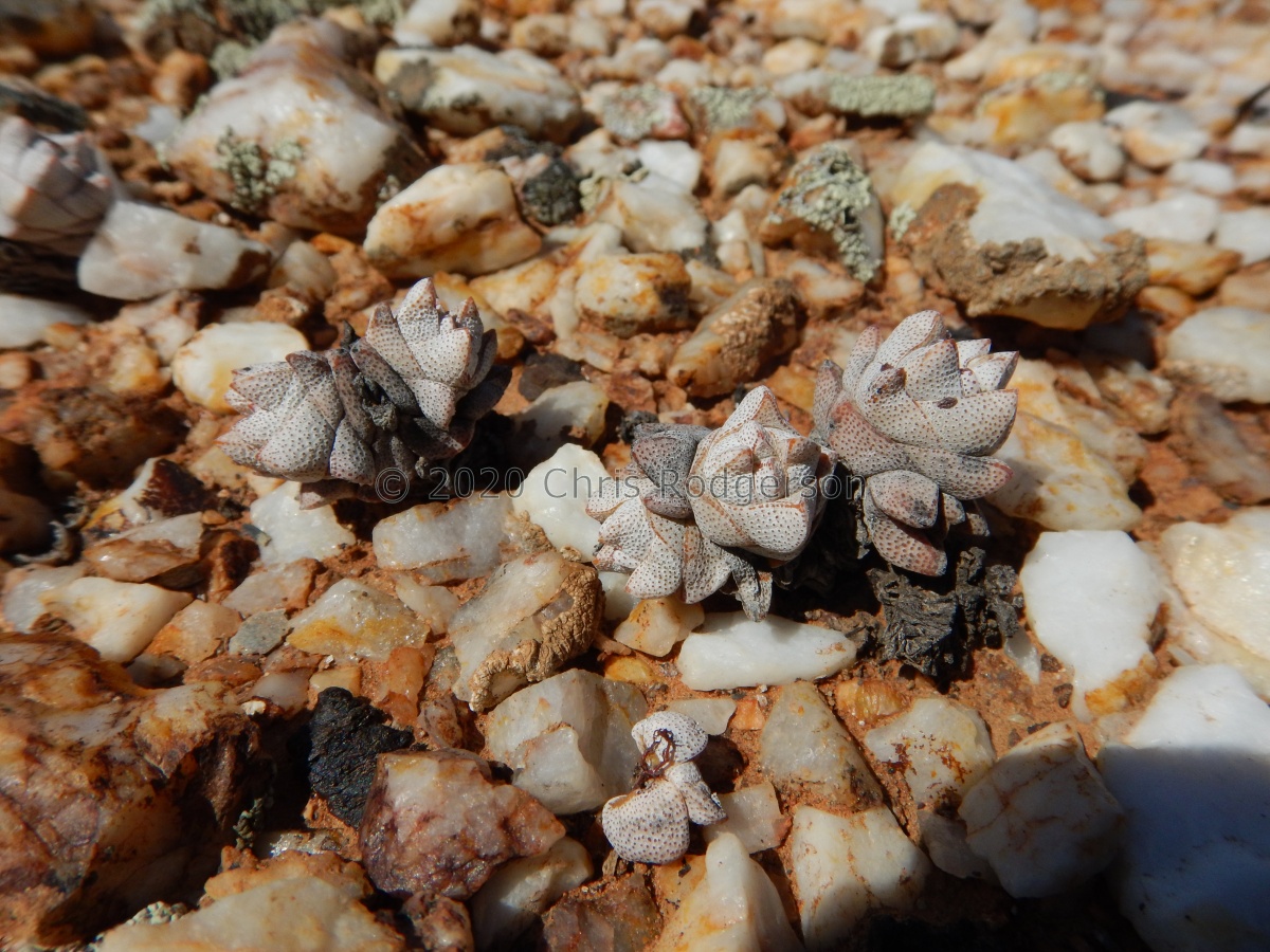 deceptor NW Eksteenfontein (2).JPG