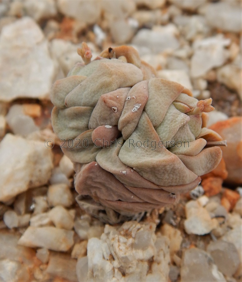 alstonii x deceptor Grashoek (21).JPG