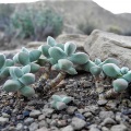 deltoidea S Fraserburg (2)