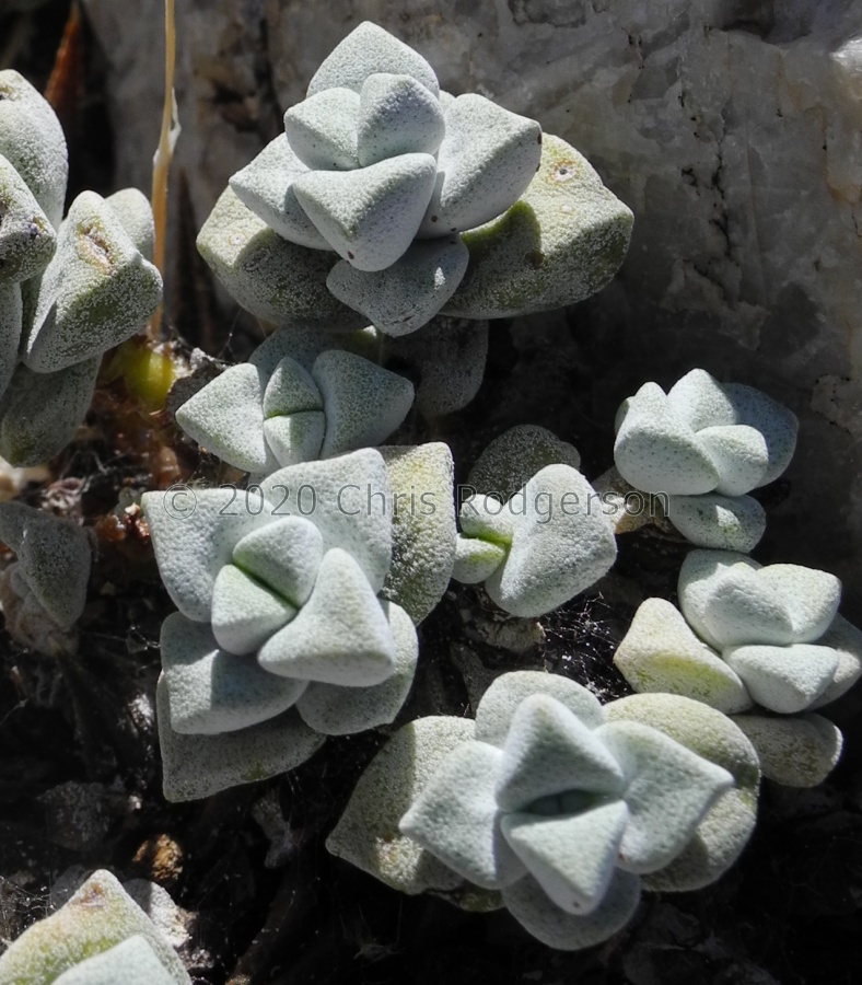 deltoidea Grashoek (2).JPG
