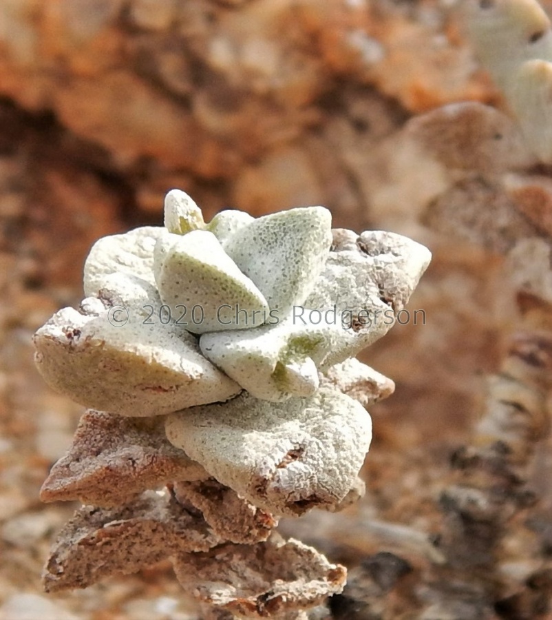deltoidea Groothoek (2).JPG
