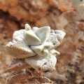 deltoidea Groothoek (2)