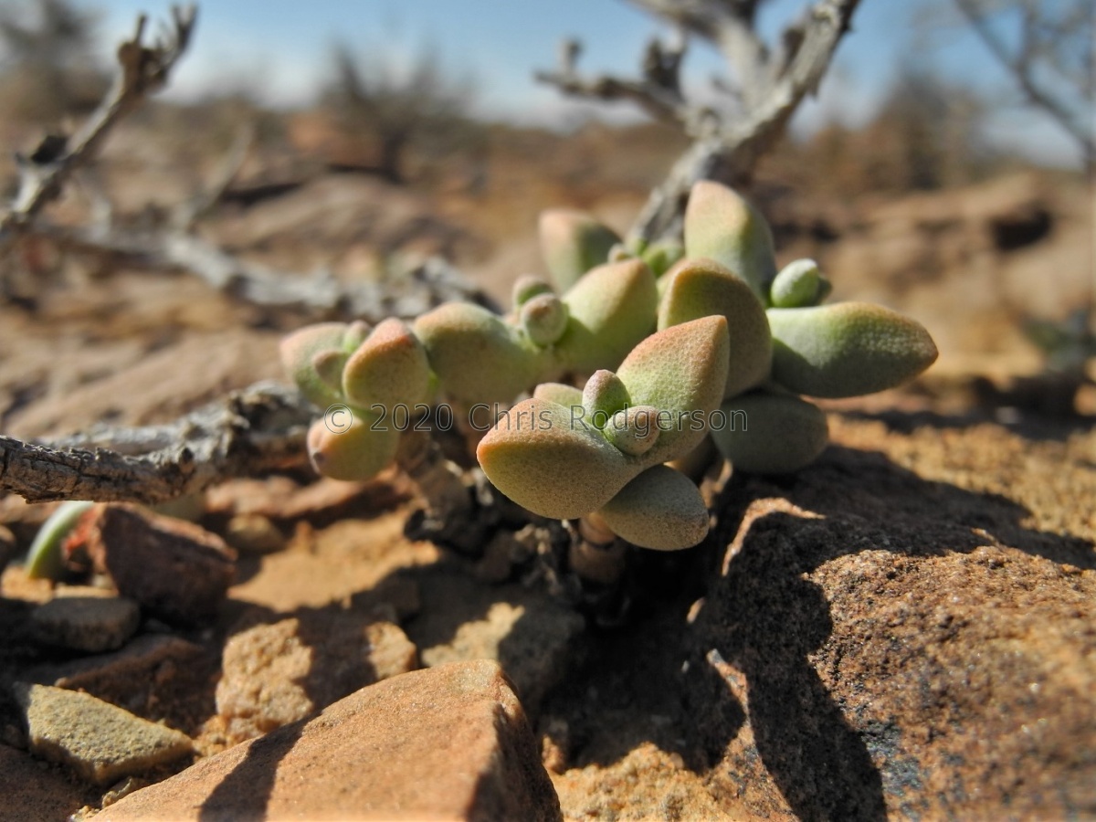 deltoidea NW Loeriesfontein (1).JPG