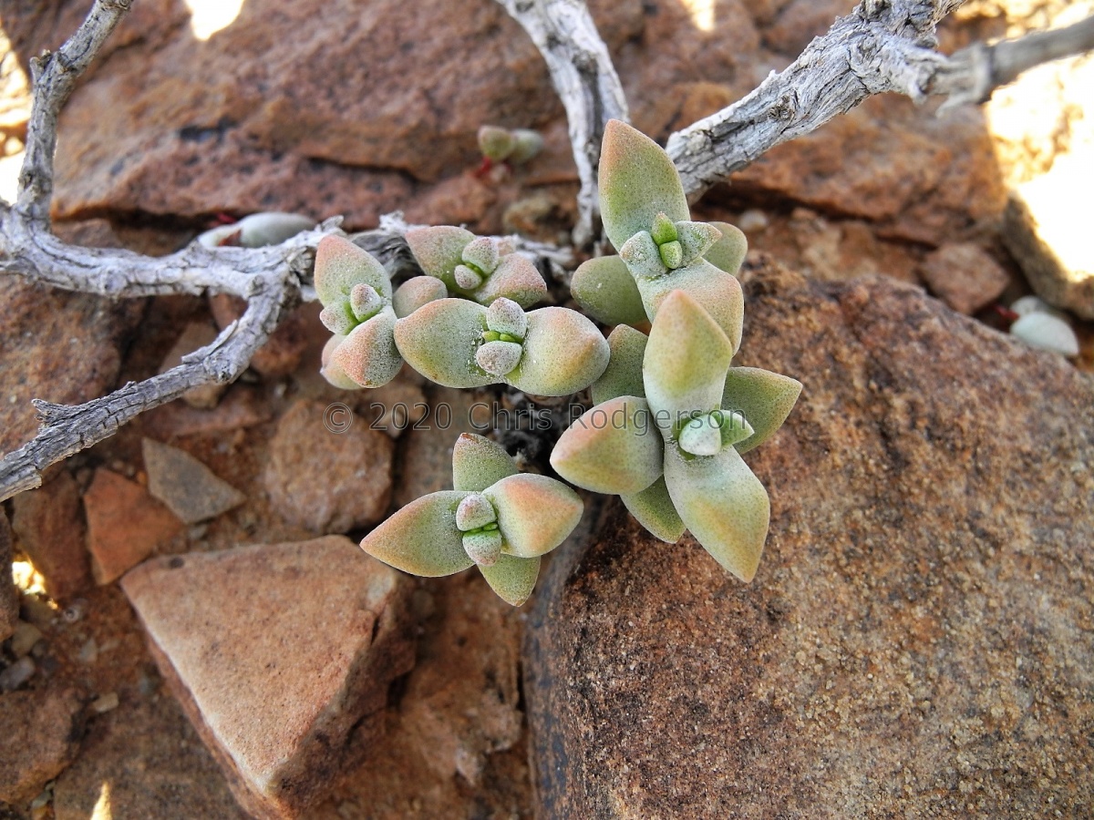 deltoidea NW Loeriesfontein (2).JPG