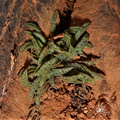 exilis ssp.sedifolia W Kakamas (4)