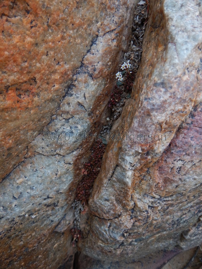 exilis SW Steinkopf (4).JPG