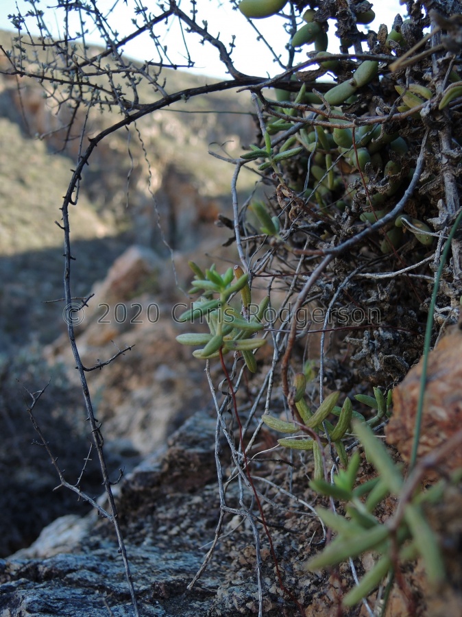 expansa ssp.pyrifolia south of Eksteenfontein.JPG
