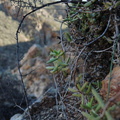 expansa ssp.pyrifolia south of Eksteenfontein