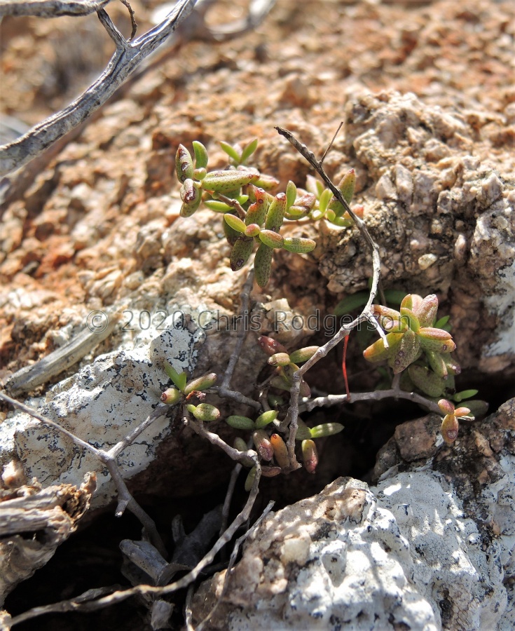 expansa ssp.pyrifolia Grootmis (2).JPG