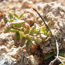 expansa ssp.pyrifolia