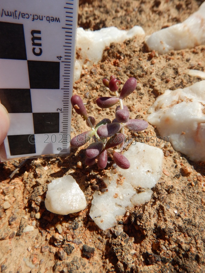 expansa ssp.pyrifolia N Ou Dam (2).JPG