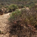 expansa ssp.pyrifolia N Ou Dam (3)