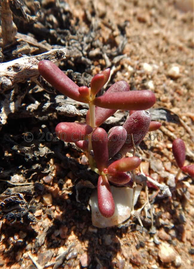 expansa ssp.pyrifolia N Ou Dam (5).JPG