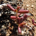 expansa ssp.pyrifolia N Ou Dam (5)