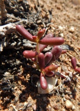 expansa ssp.pyrifolia N Ou Dam (5)