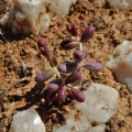 expansa ssp.pyrifolia N Ou Dam