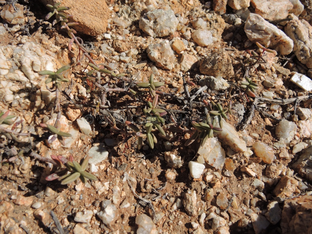 expansa ssp.pyrifolia Rooiberg, Sperrgebiet (2)
