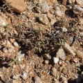 expansa ssp.pyrifolia Rooiberg, Sperrgebiet (2)