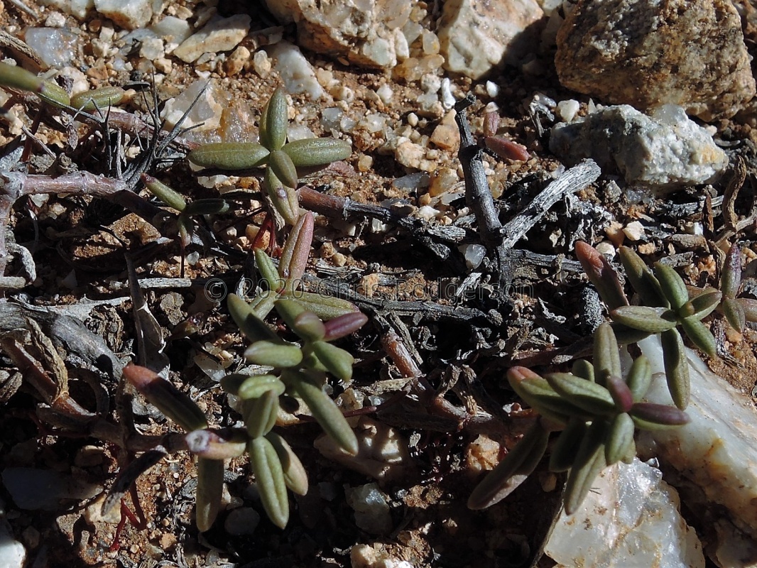 expansa ssp.pyrifolia Rooiberg, Sperrgebiet