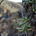 expansa ssp.pyrifolia south of Eksteenfontein (2)