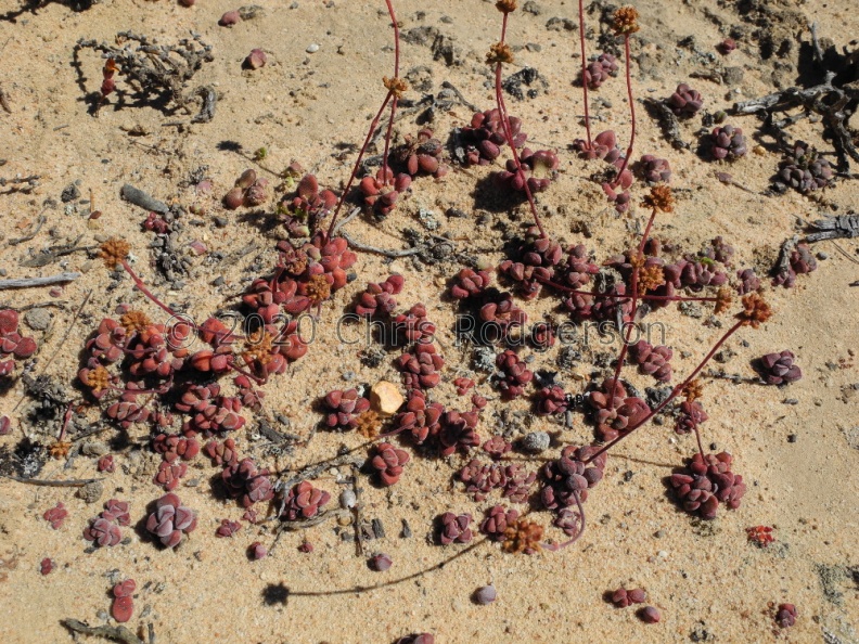 fragarioides fragarioides S Bokkevled plateau 1986 (1).JPG