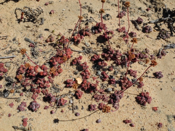 fragarioides fragarioides S Bokkevled plateau 1986 (1)