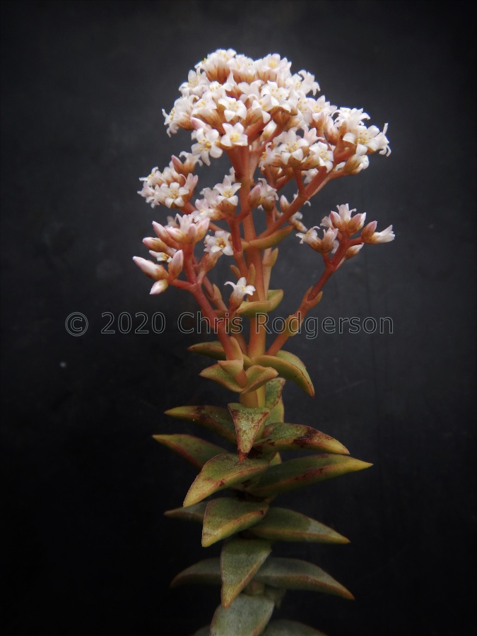DSCN4495.JPG