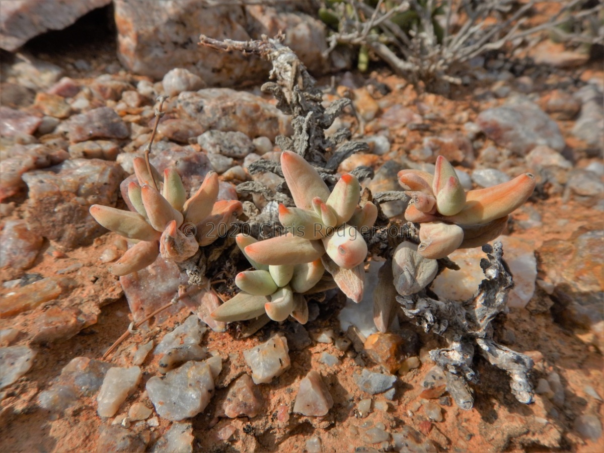 grisea          NW Springbok.JPG
