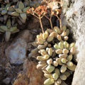 grisea E Port Nolloth (2)