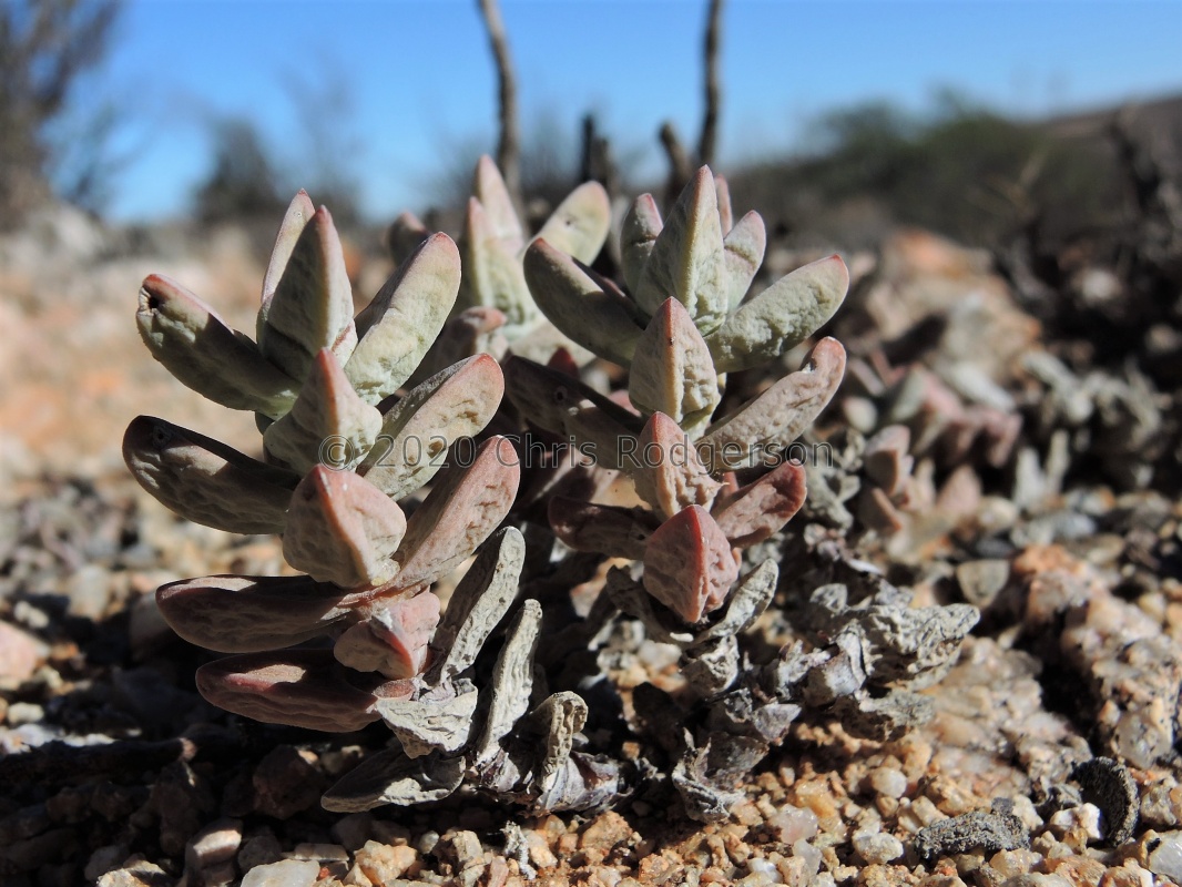 grisea N Rosh Pinah (2)