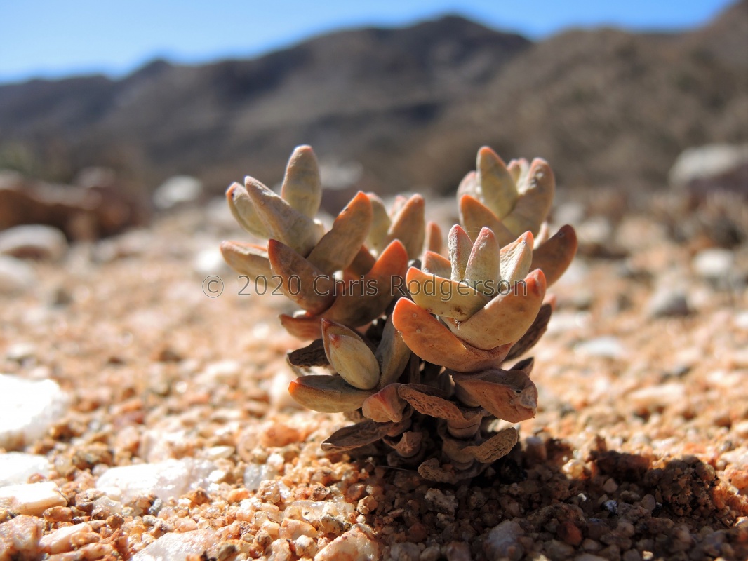 grisea N Rosh Pinah (5)