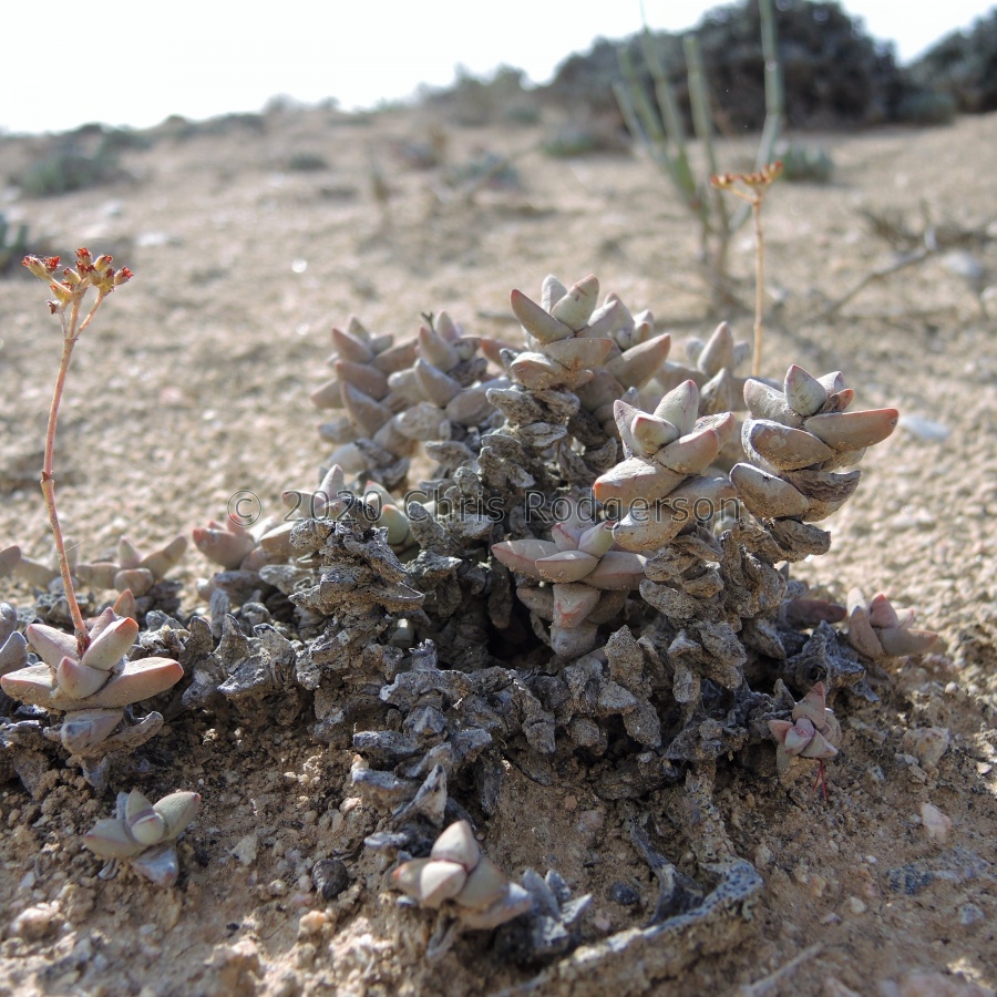 grisea south of Kleinzee.JPG