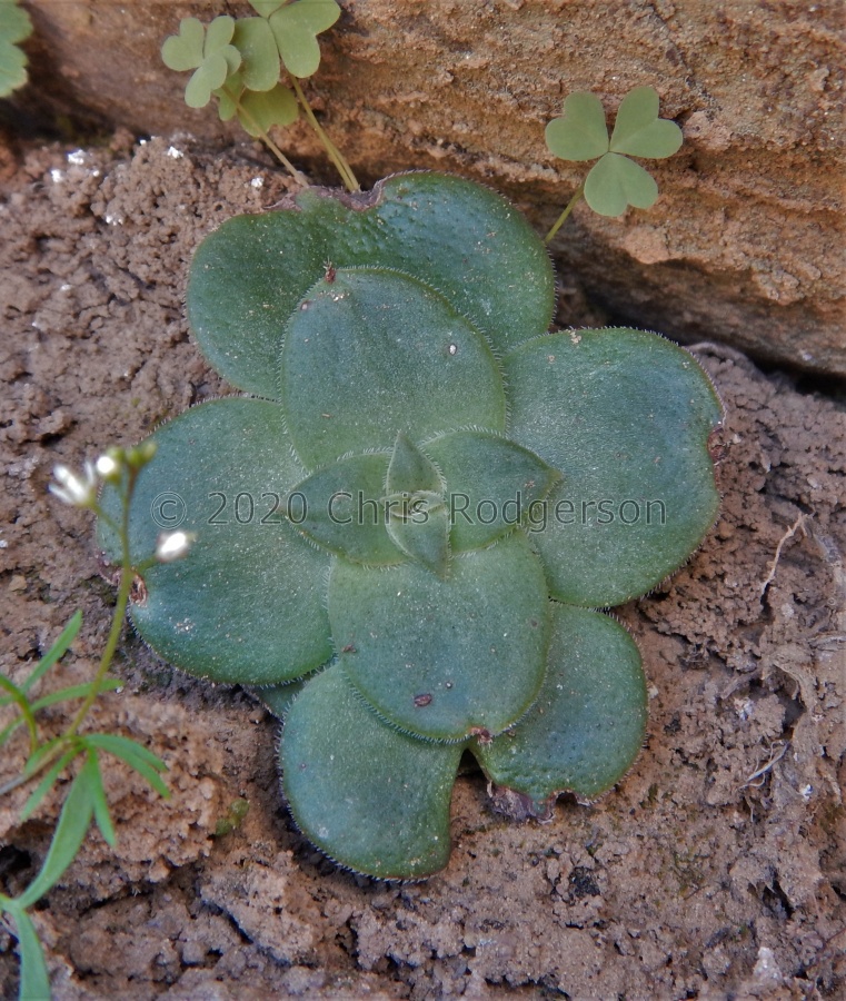 hemisphaerica S Calvinia.JPG