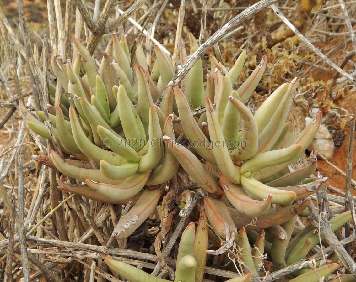 macowaniana Aurusberg, Sperrgebiet.JPG