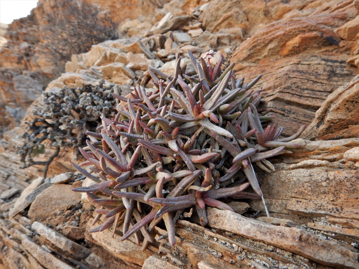 macoweniana Spitskloof.JPG