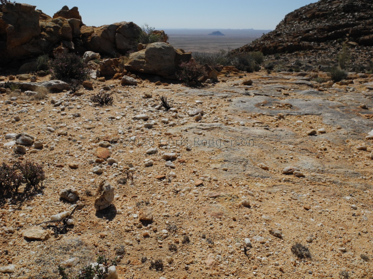 mesembryanthemopsis E Bushmanland (1).JPG