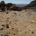 mesembryanthemopsis E Bushmanland (1)