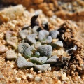 mesembryanthemopsis E Bushmanland (3)