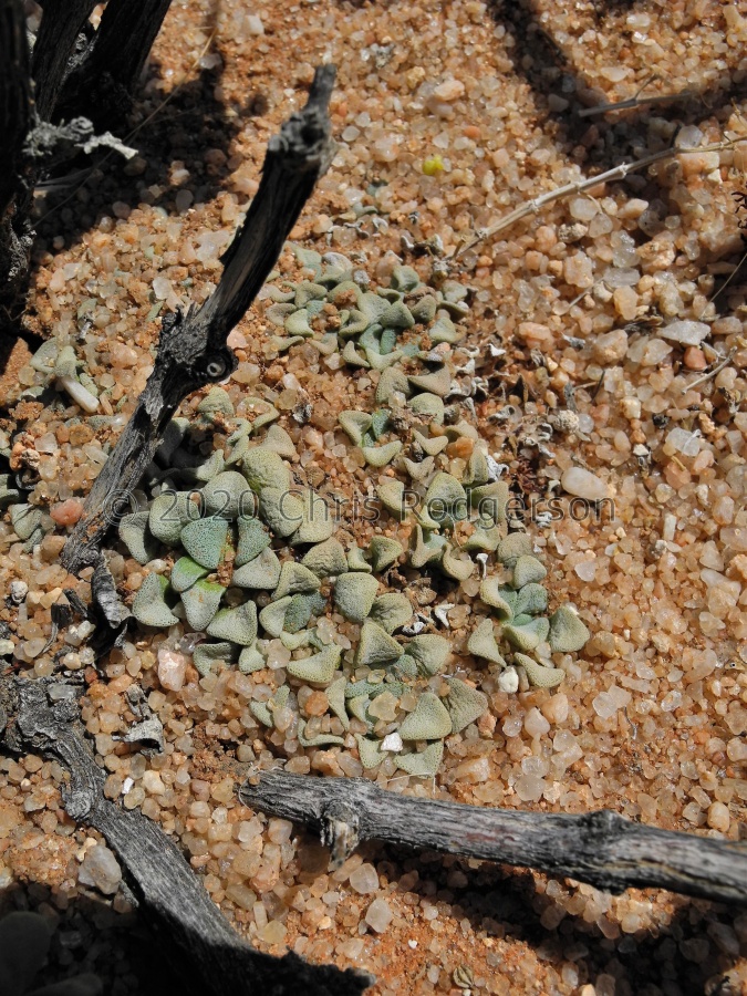 mesembryanthemopsis Gamsberg (1).JPG