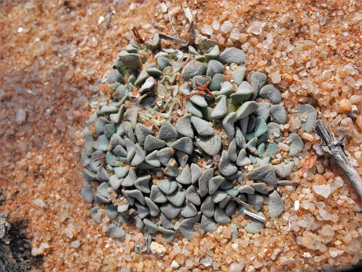 mesembryanthemopsis Gamsberg (4).JPG