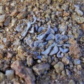 mesembryanthemopsis N Kliprand (1)