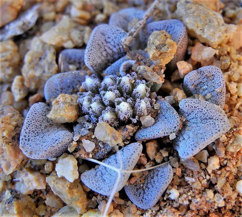 mesembryanthemopsis N Kliprand (3).JPG