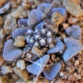 mesembryanthemopsis N Kliprand (3)